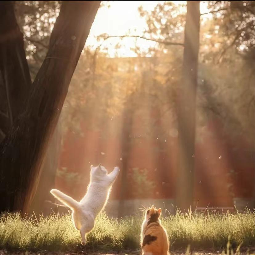 喵野君宠物用品工厂店