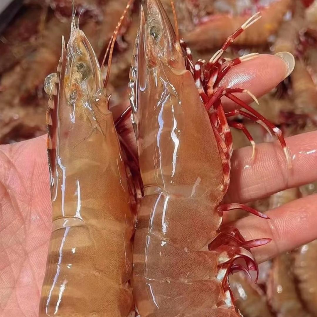 野生海虾（小凡）