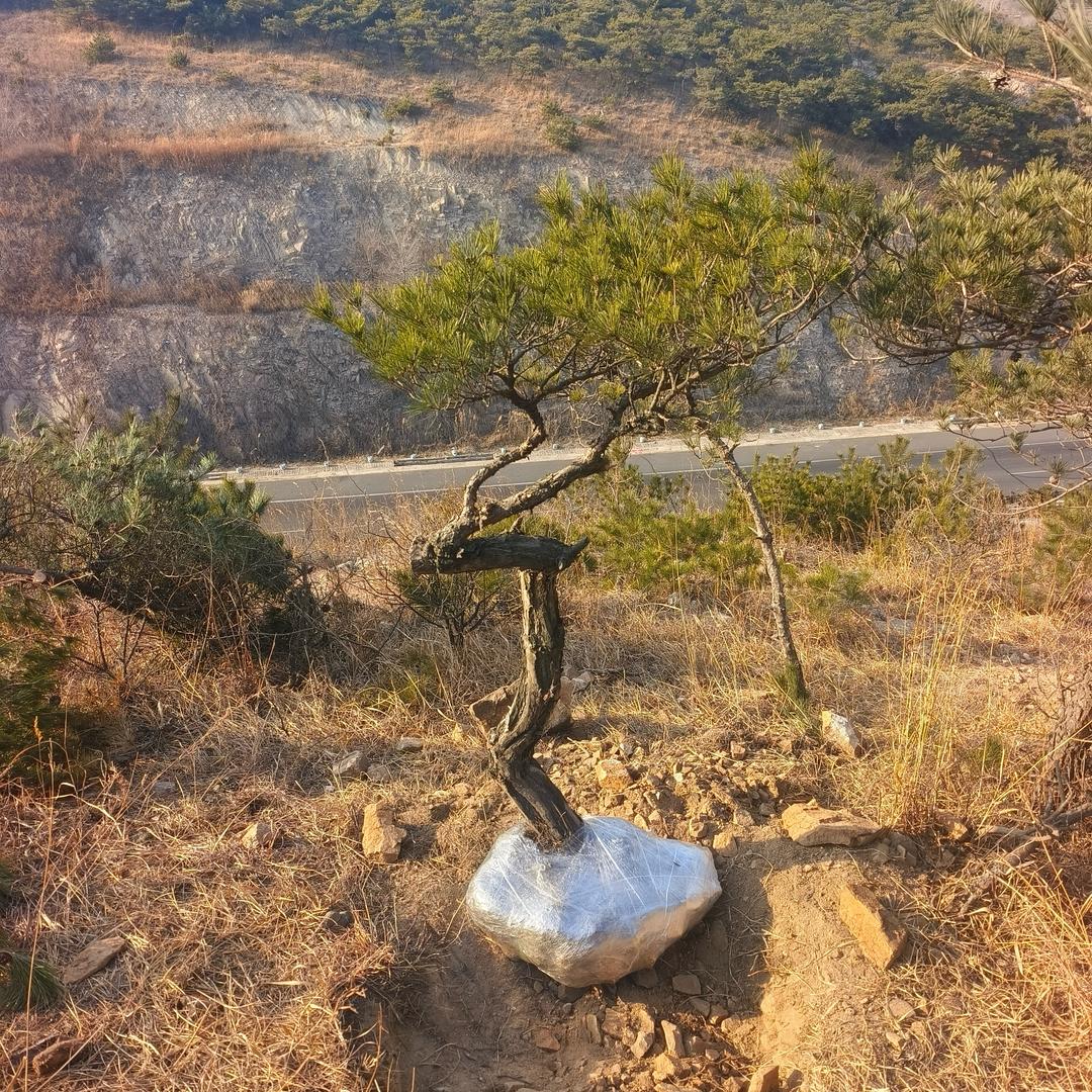 高海拔黄山松
