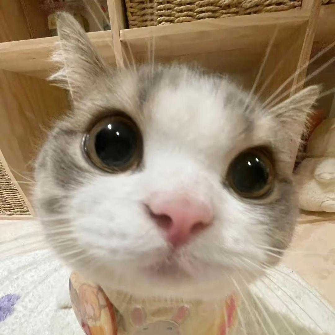 酸奶猫meme
