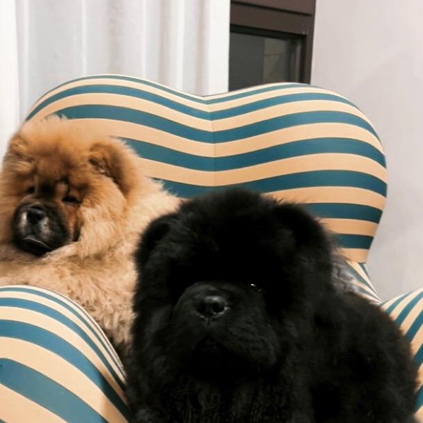 松狮Labubu+大头