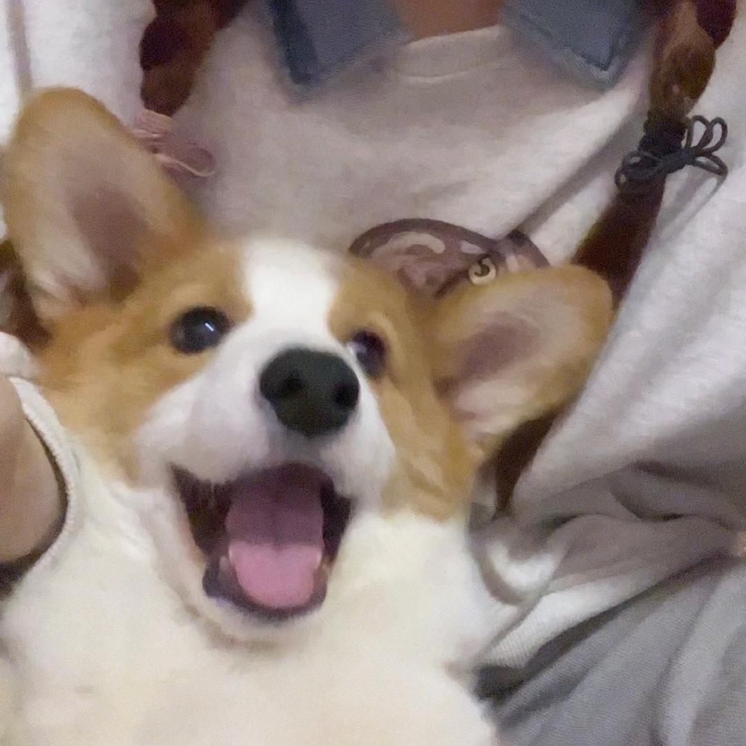 pia基