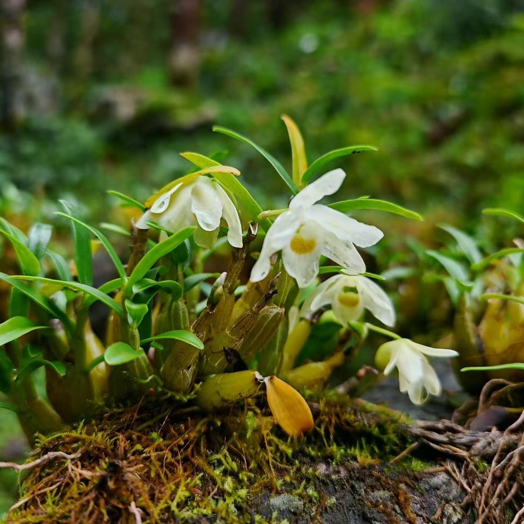霍山石斛主理人