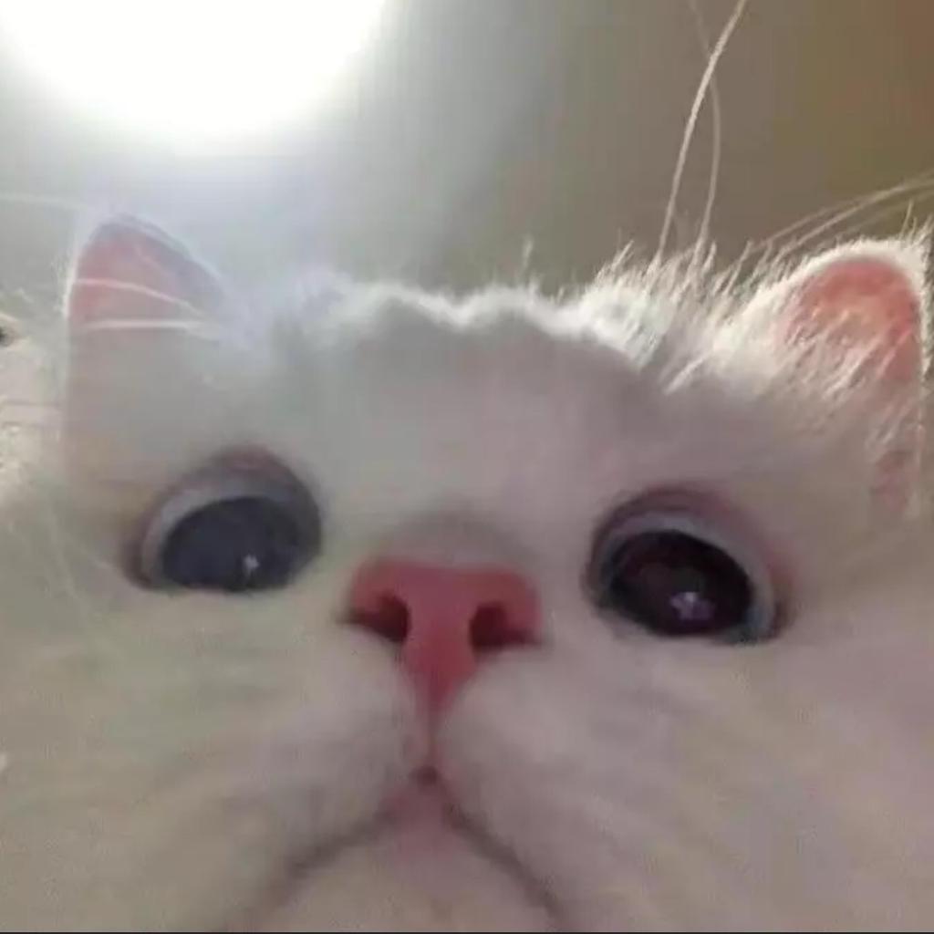 关猫猫啥事˙Ⱉ˙ฅ~