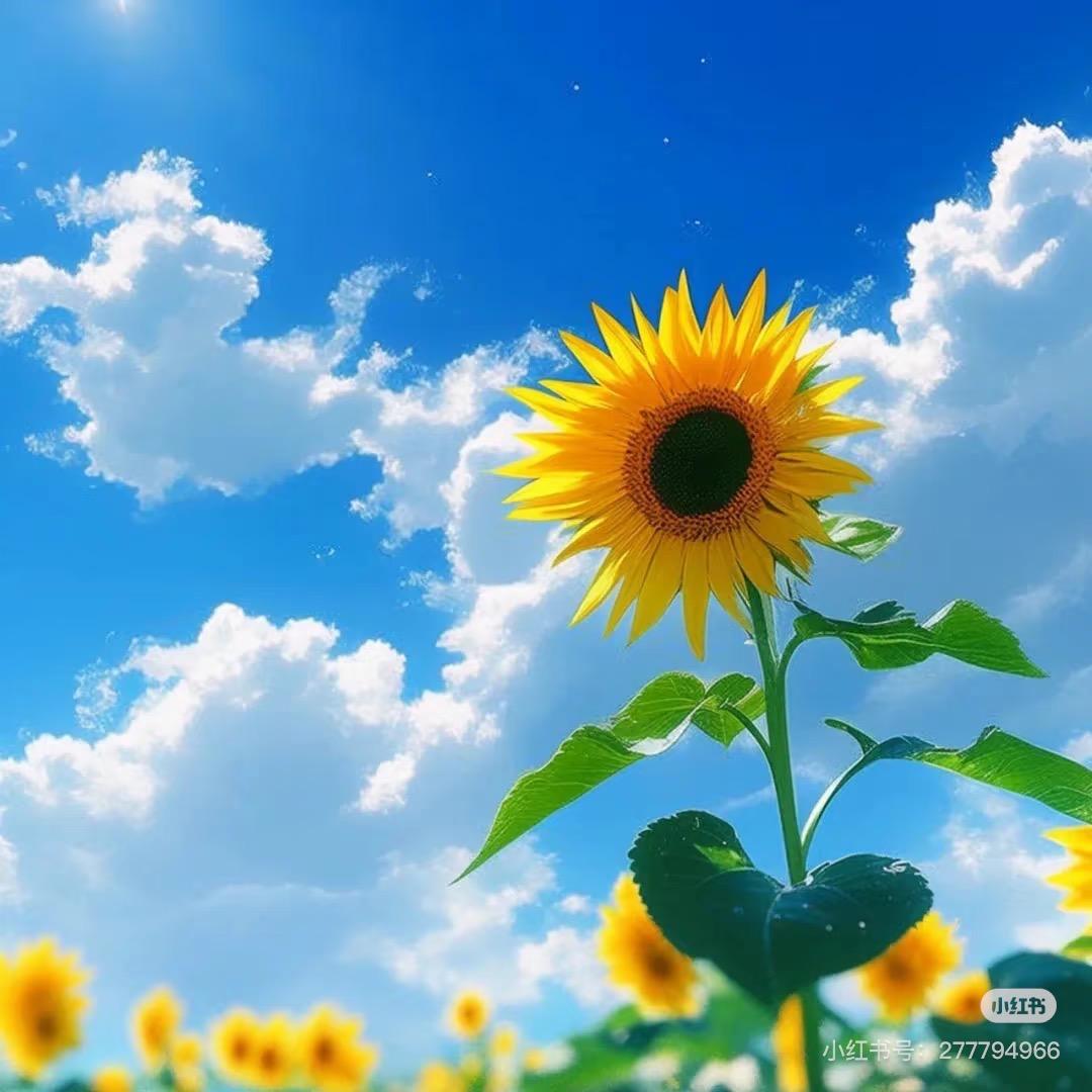 心有光芒
