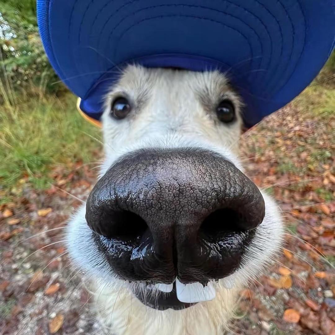 叙利亚乖巧大白狗