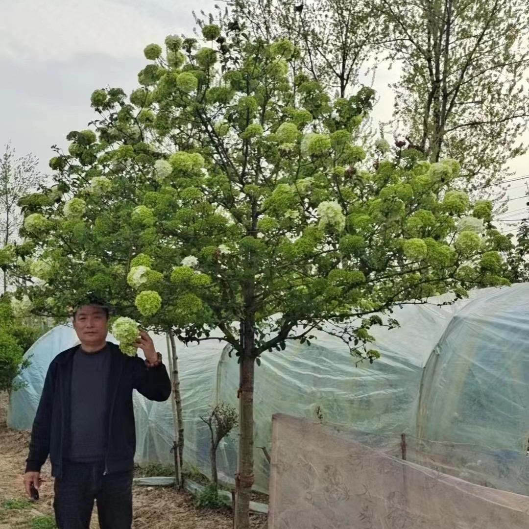 牛叔家的花卉