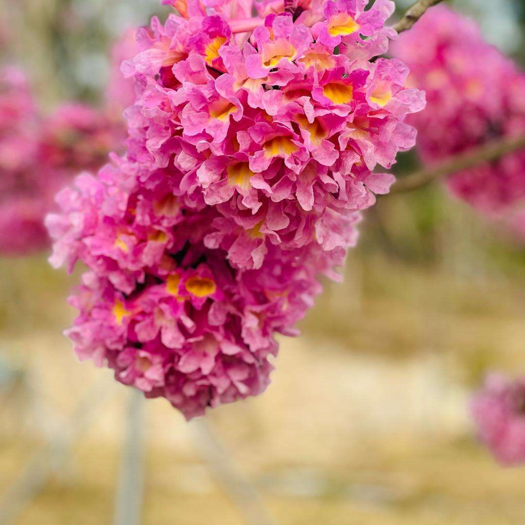 广东兰花草(不定时直播)