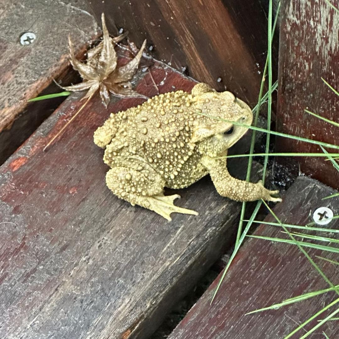蟾蜍养殖繁育基地