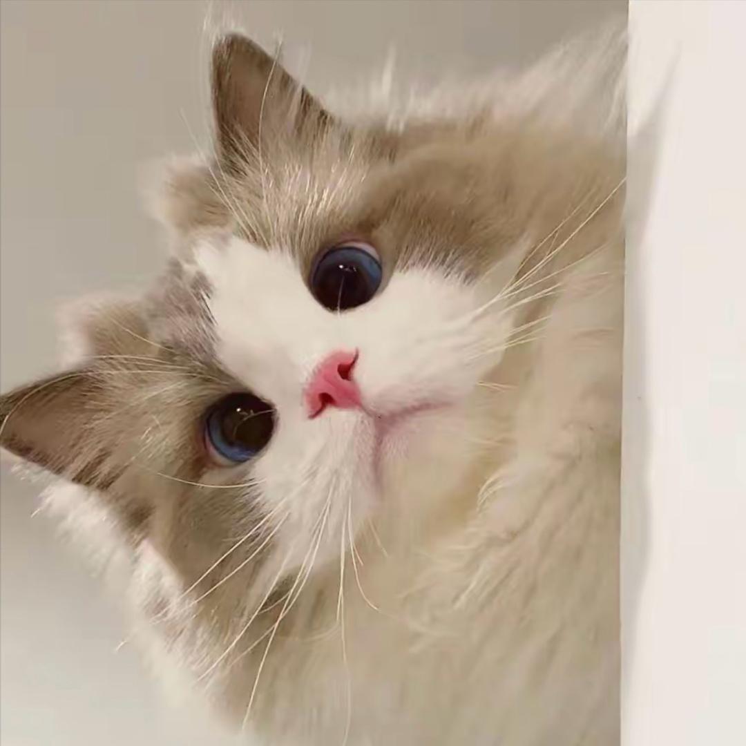呆橘