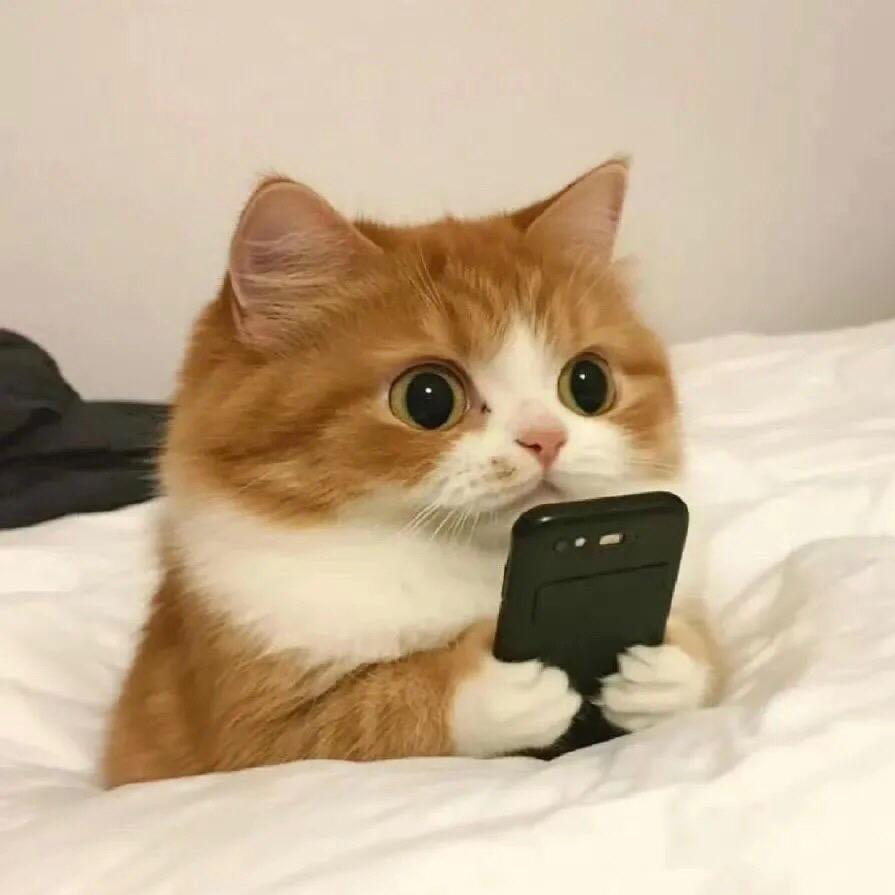 不睡觉的猫