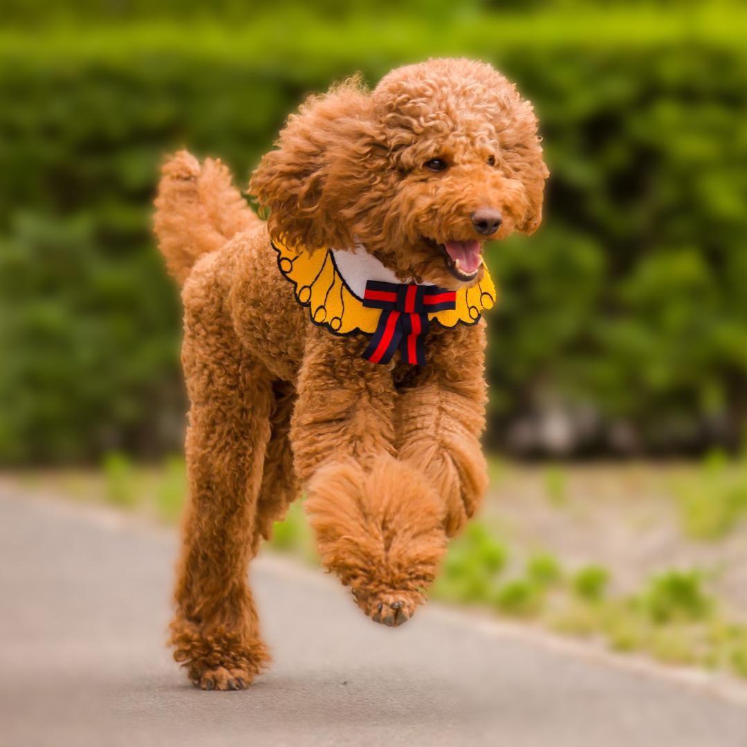 巨贵🐩coco