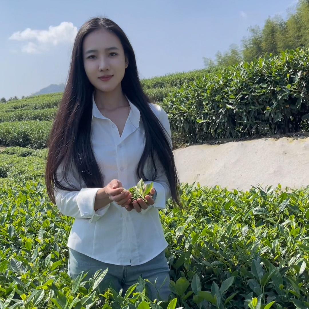 晓布的茶