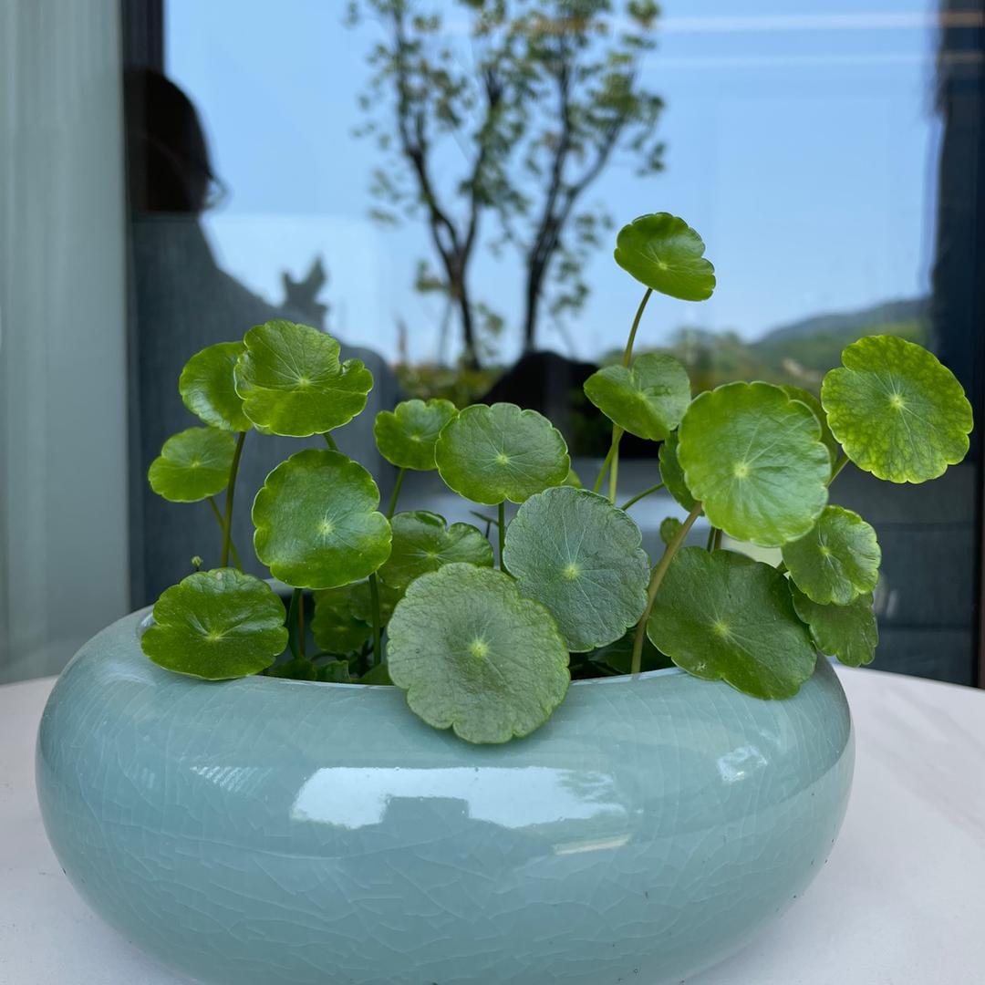 马修·史蒂文斯·平平