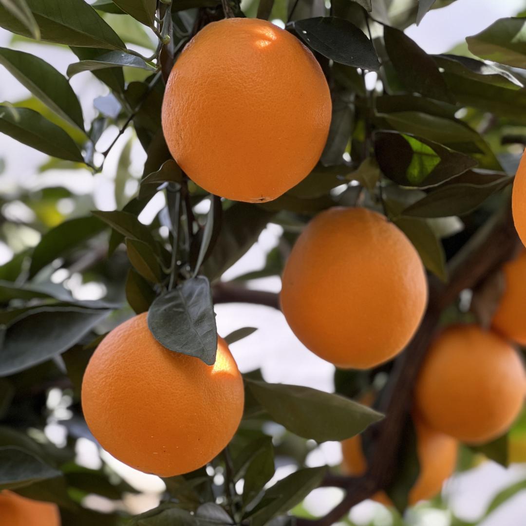 百果帮青果生鲜店