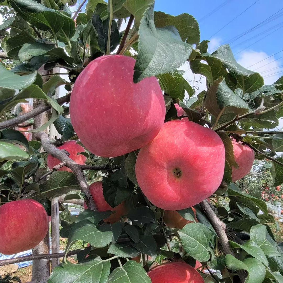 子长万山红家庭农场（个体工商户）