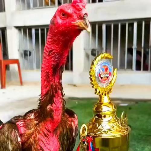 越南斗鸡