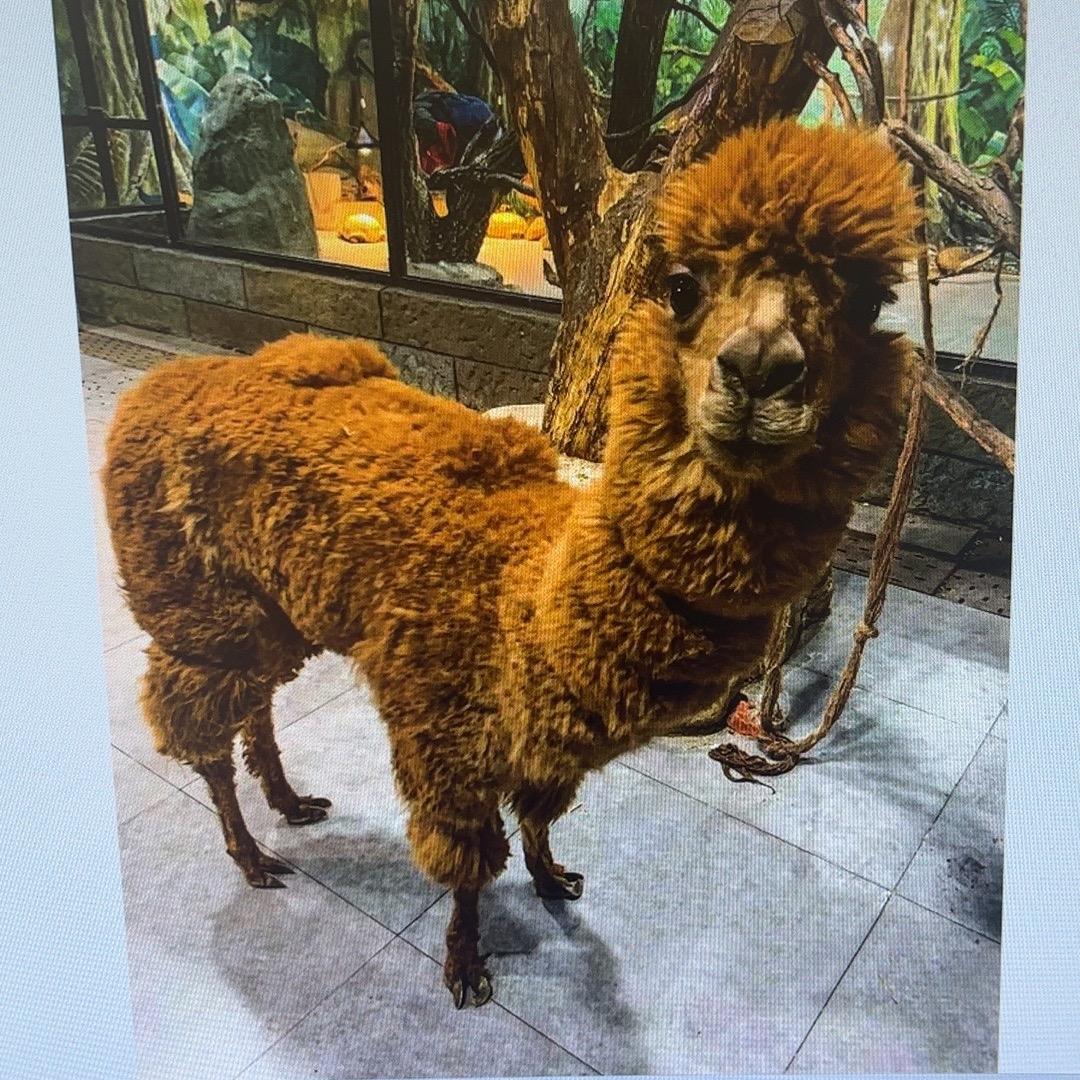 噜噜萌宠乐园（吾悦广场店）