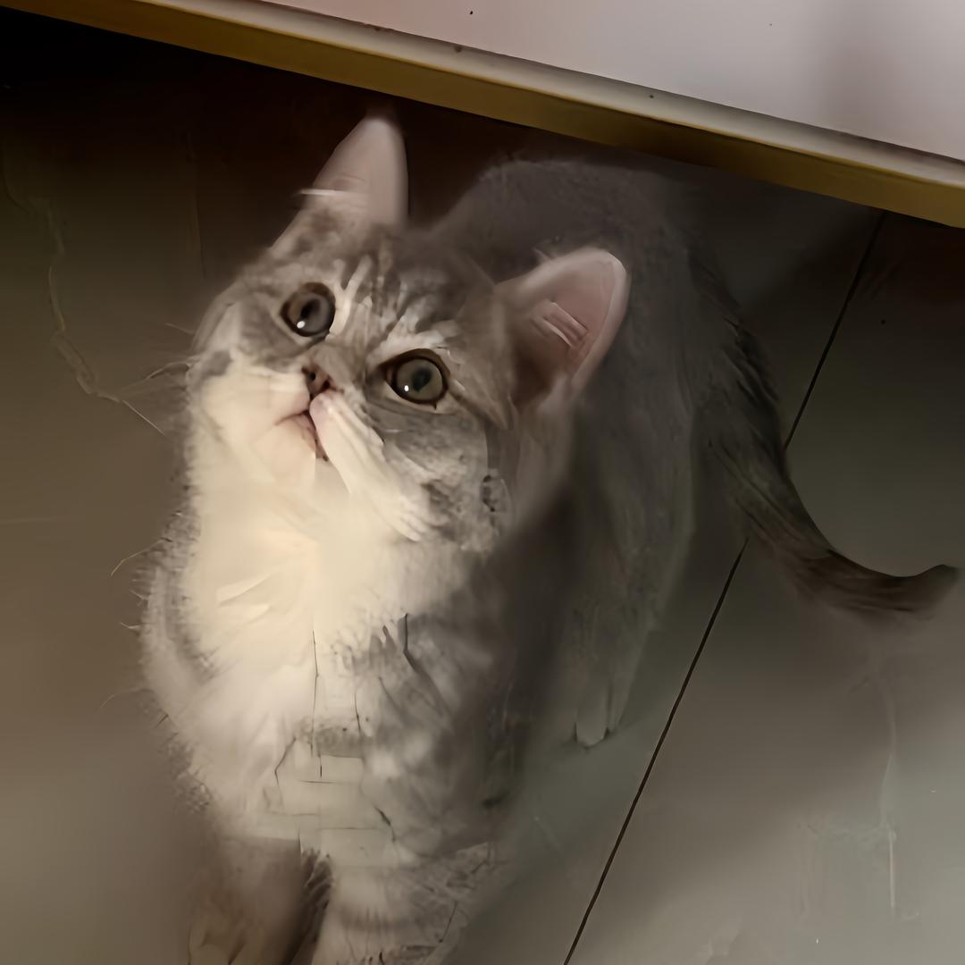 汤圆是只猫