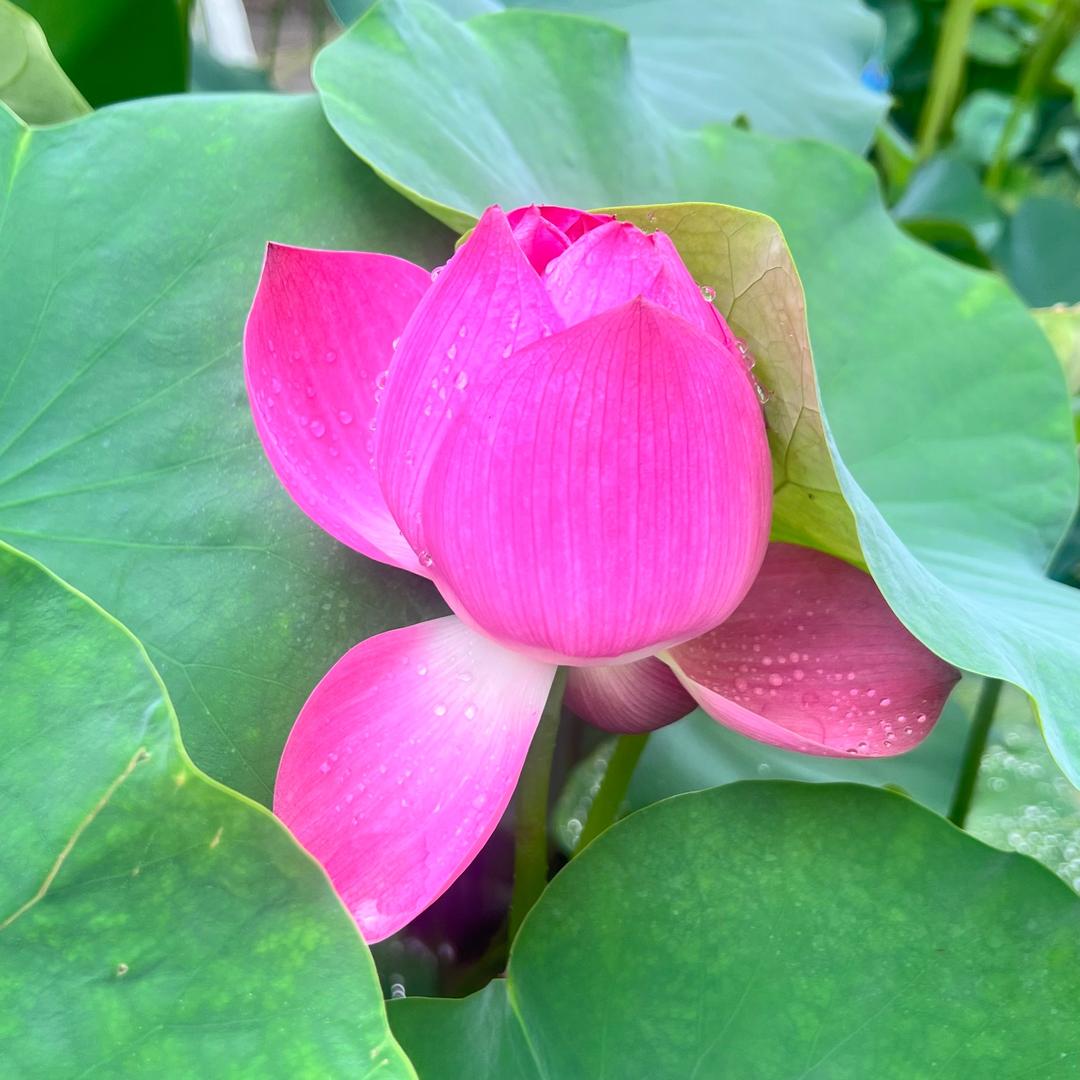 紫气东来💰💰