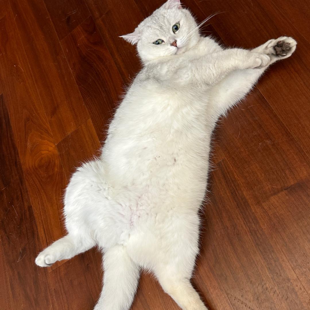 清雅布偶猫舍