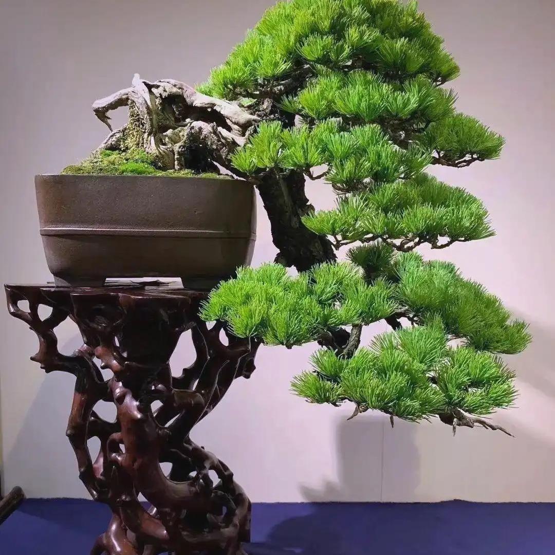 鑫世彩花卉盆景