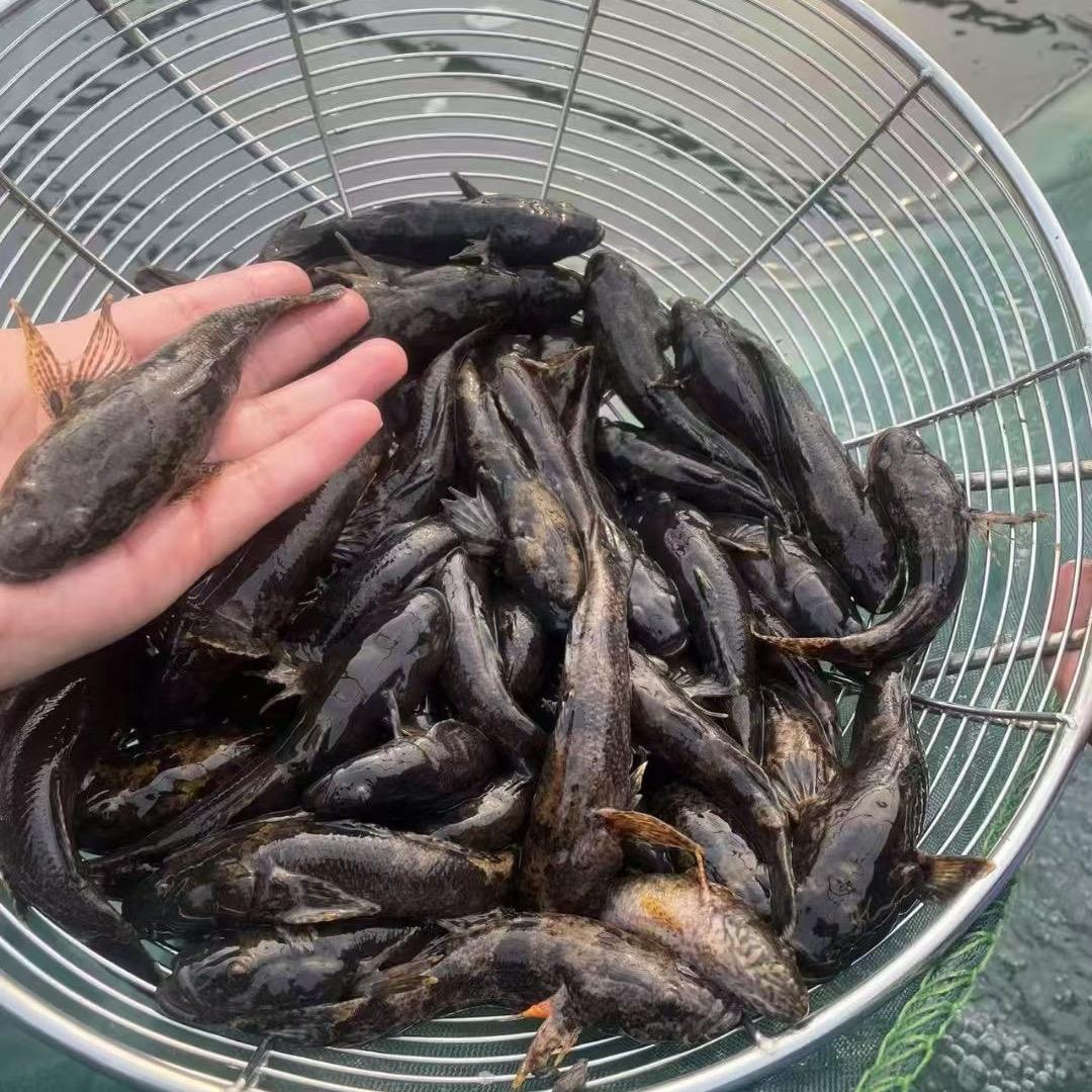 鲨塘鳢虎头鲨土布鱼水产养殖