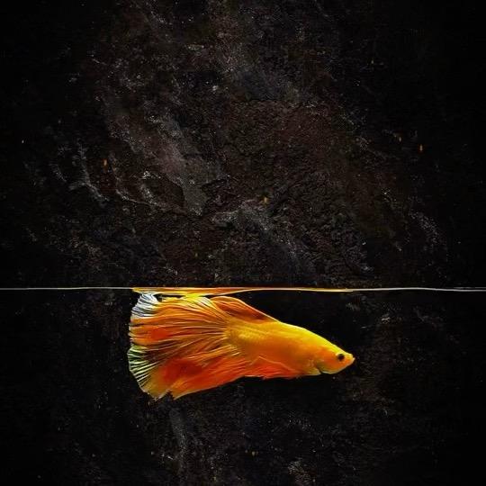 🇨🇳老三