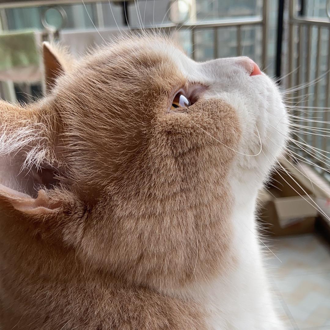 废猫扶不上墙🐈