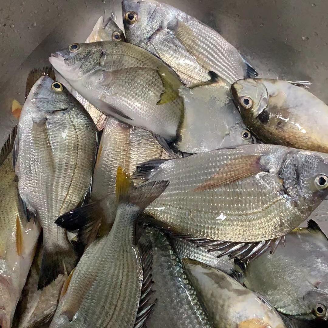 鱼渔🎣