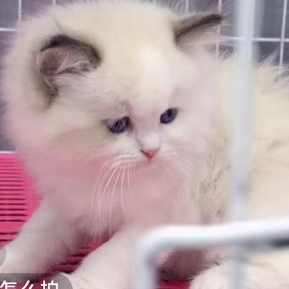 bubu🐱哈基米