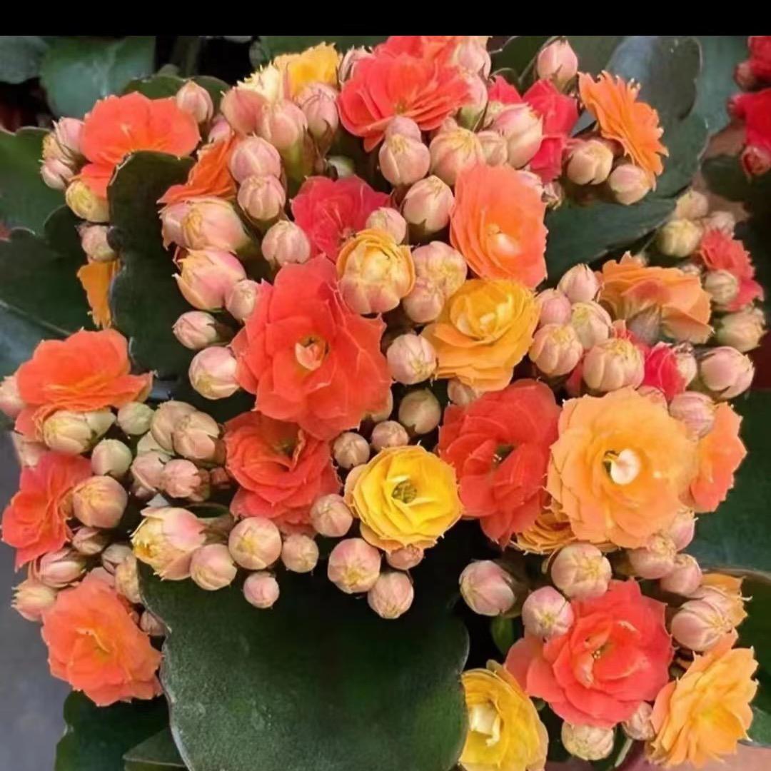 超凡花卉