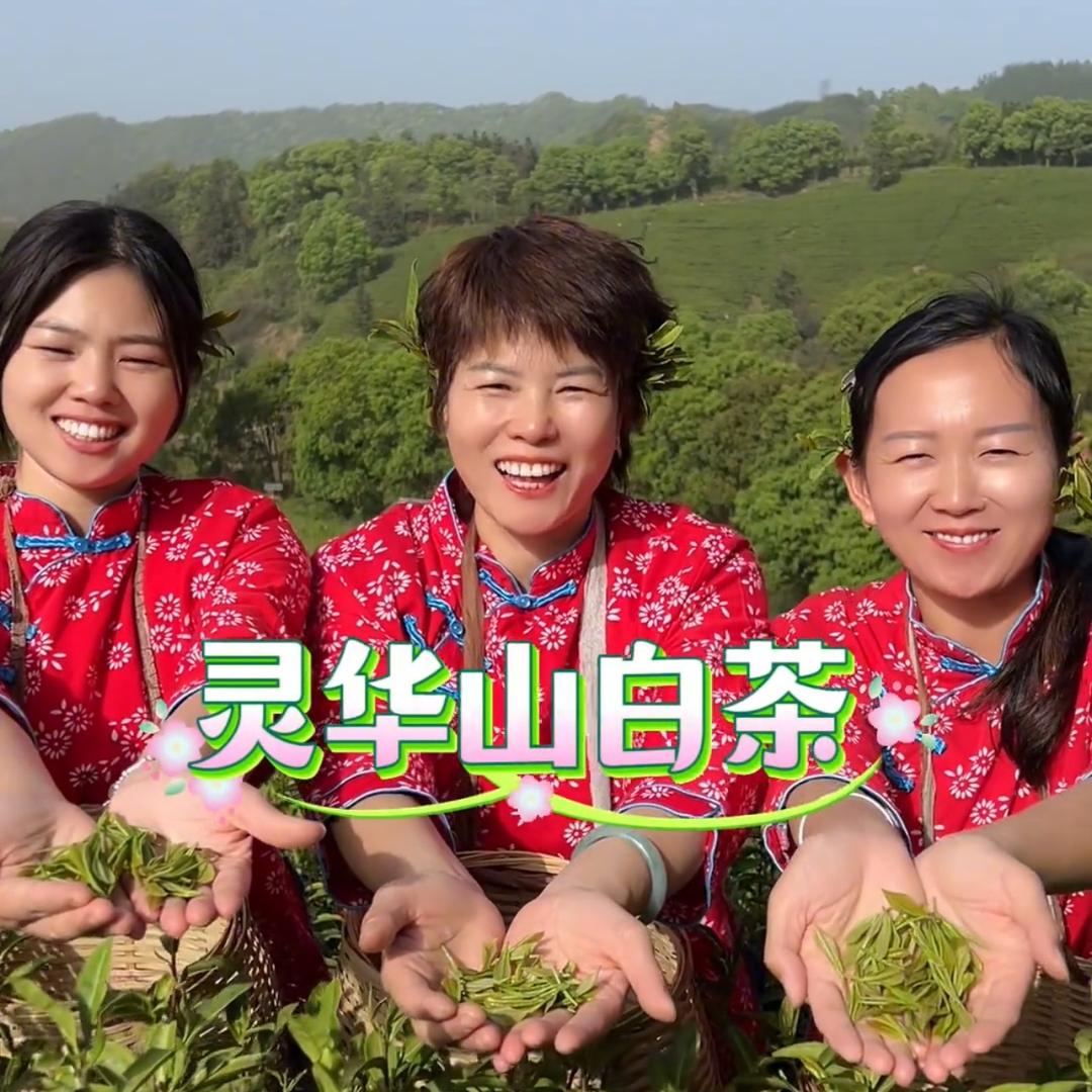 灵华山茶叶豪横姐李总(直播返场）
