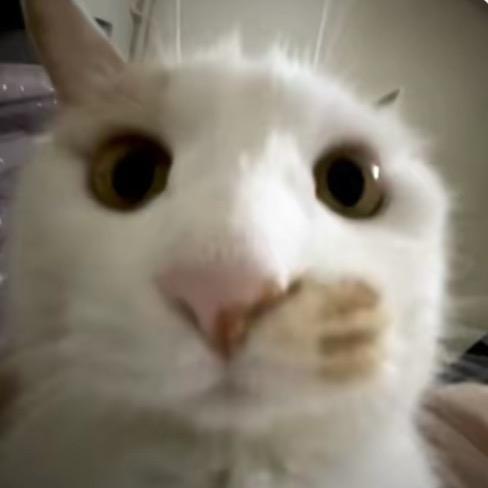 体温木仓