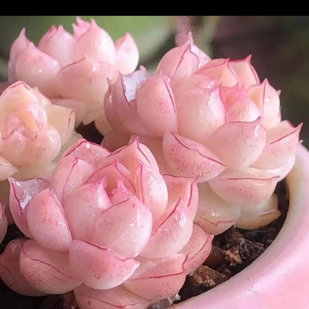 海阔天空¹⁹¹⁵༗