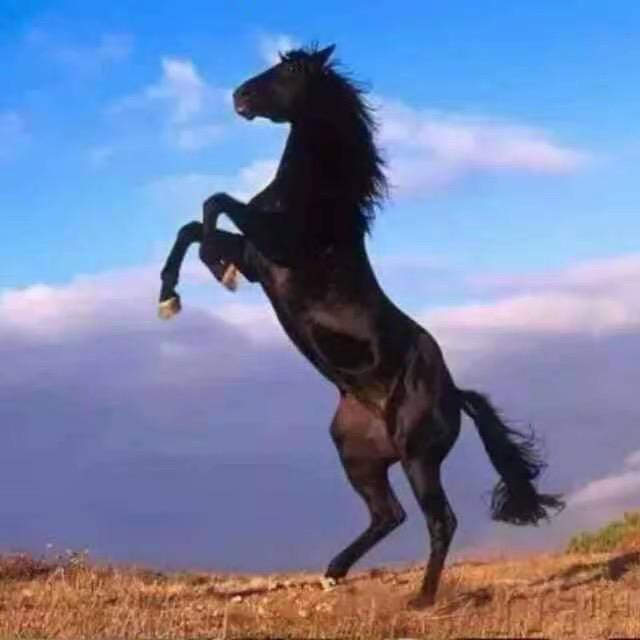 马到成功