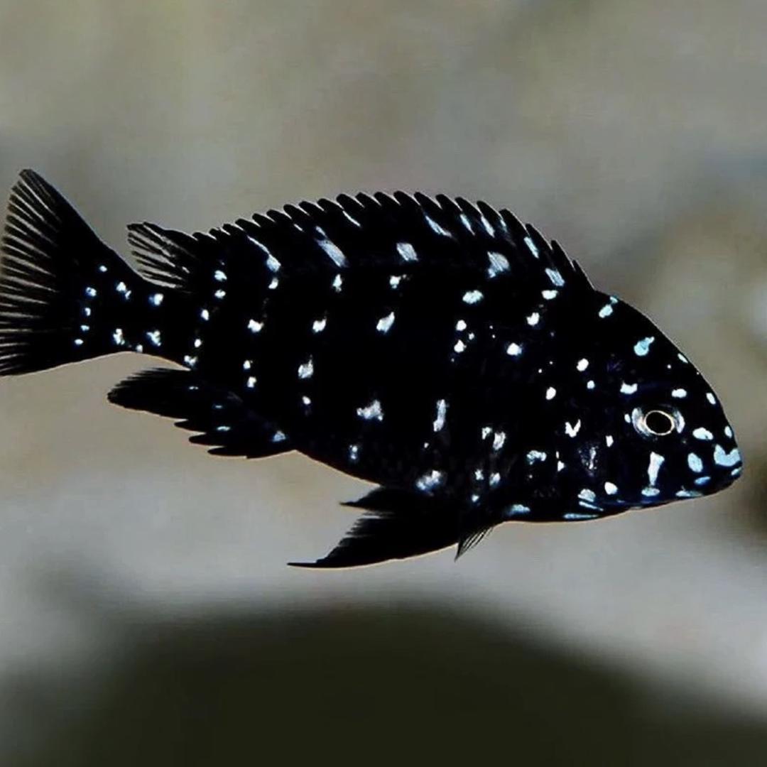 逆旅水族萌宠甄选