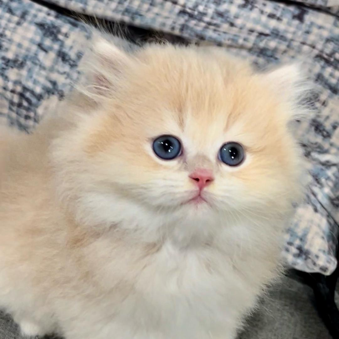 绵阳喵姐萌宠猫舍