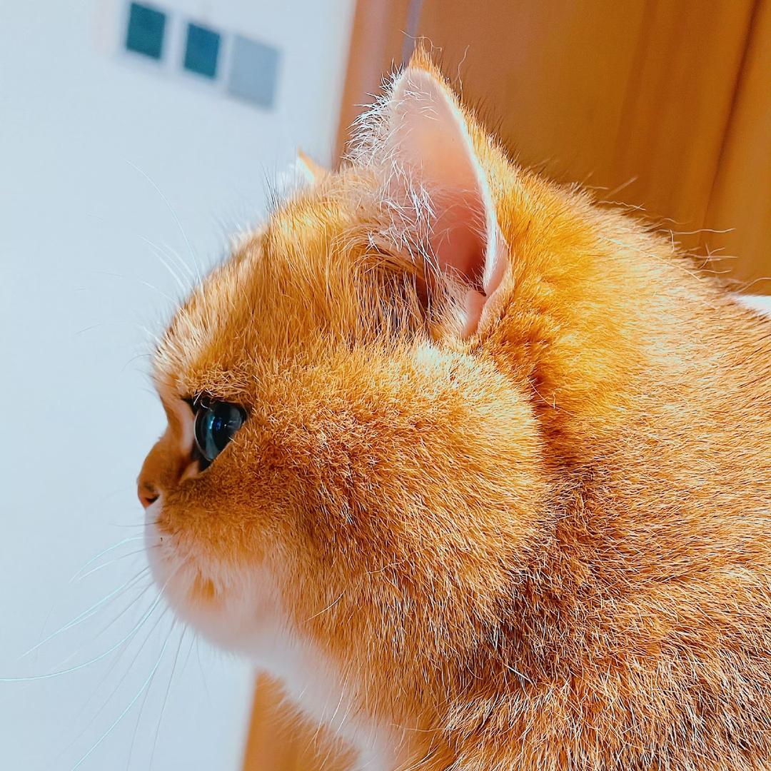 lanlanwang