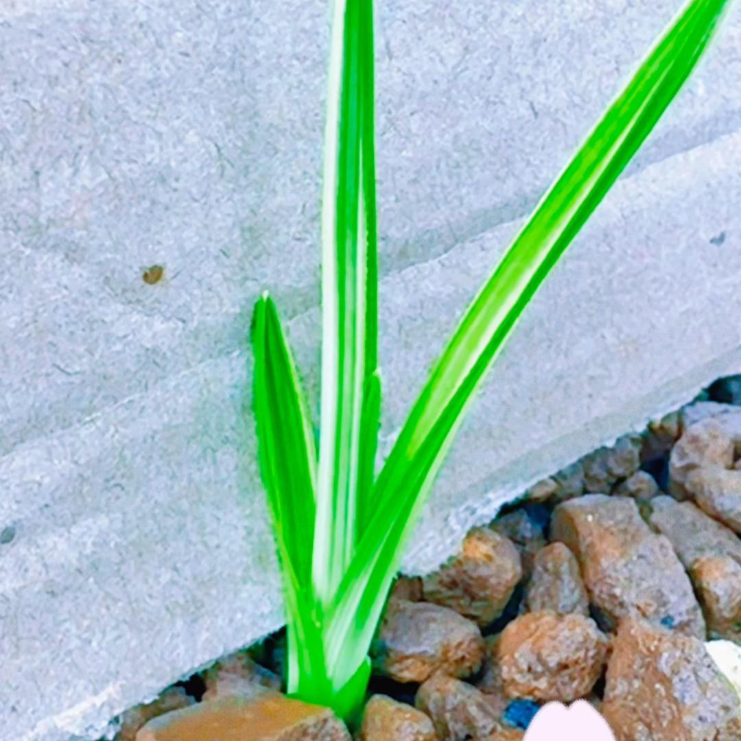 空谷幽兰╭(╯ε╰)╮