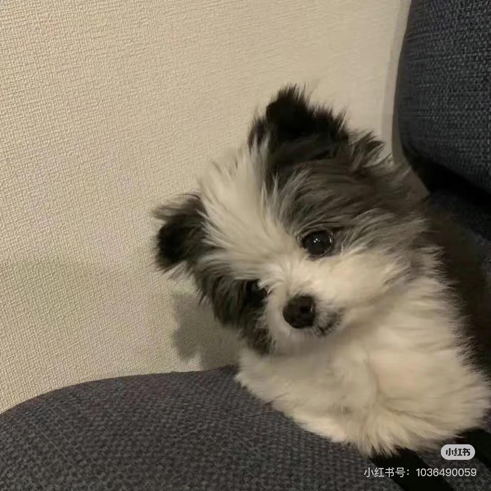 赚钱小狗🐶