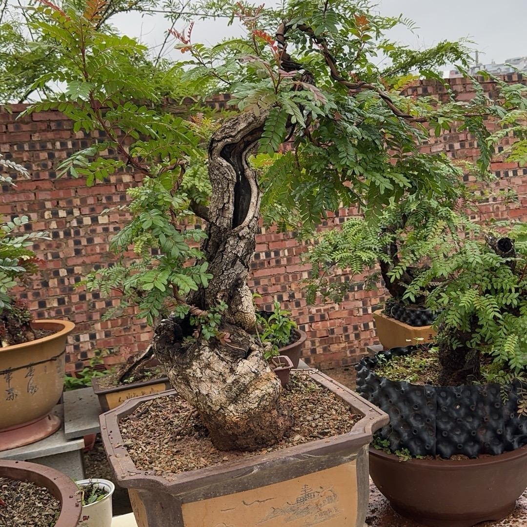 乐之道《盆景》