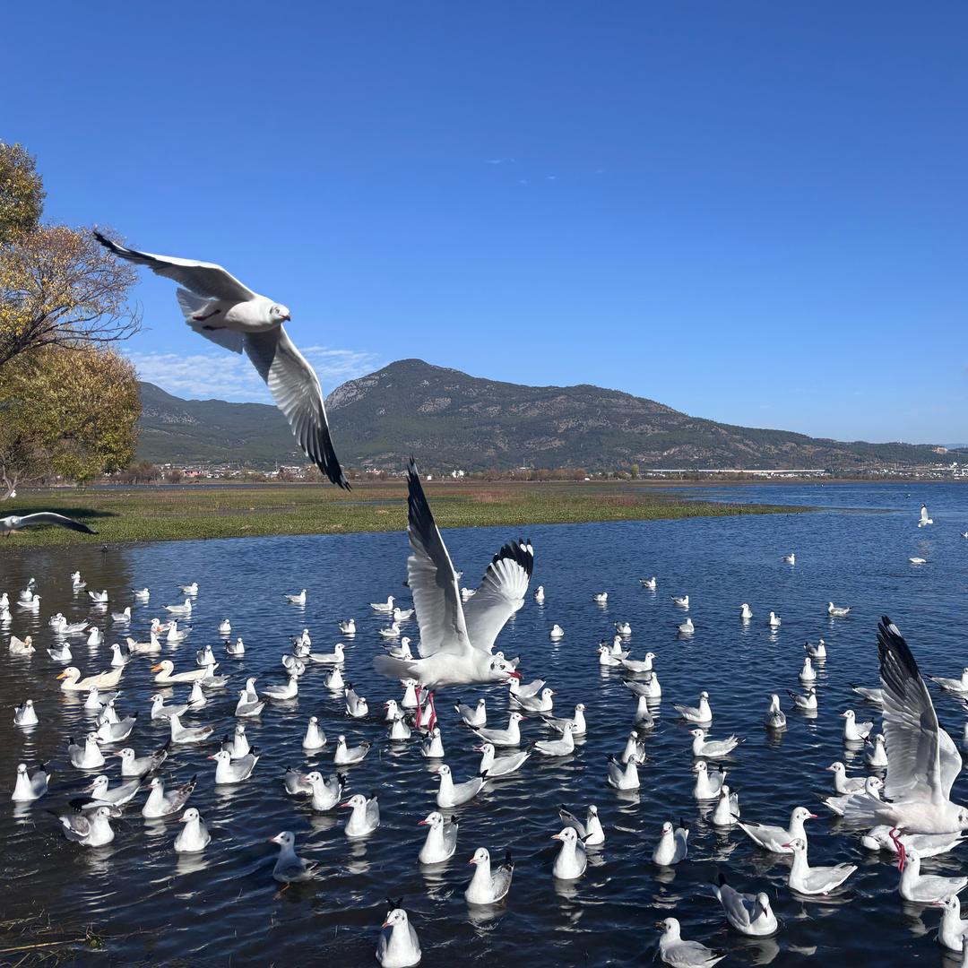 某科学的企鹅大王