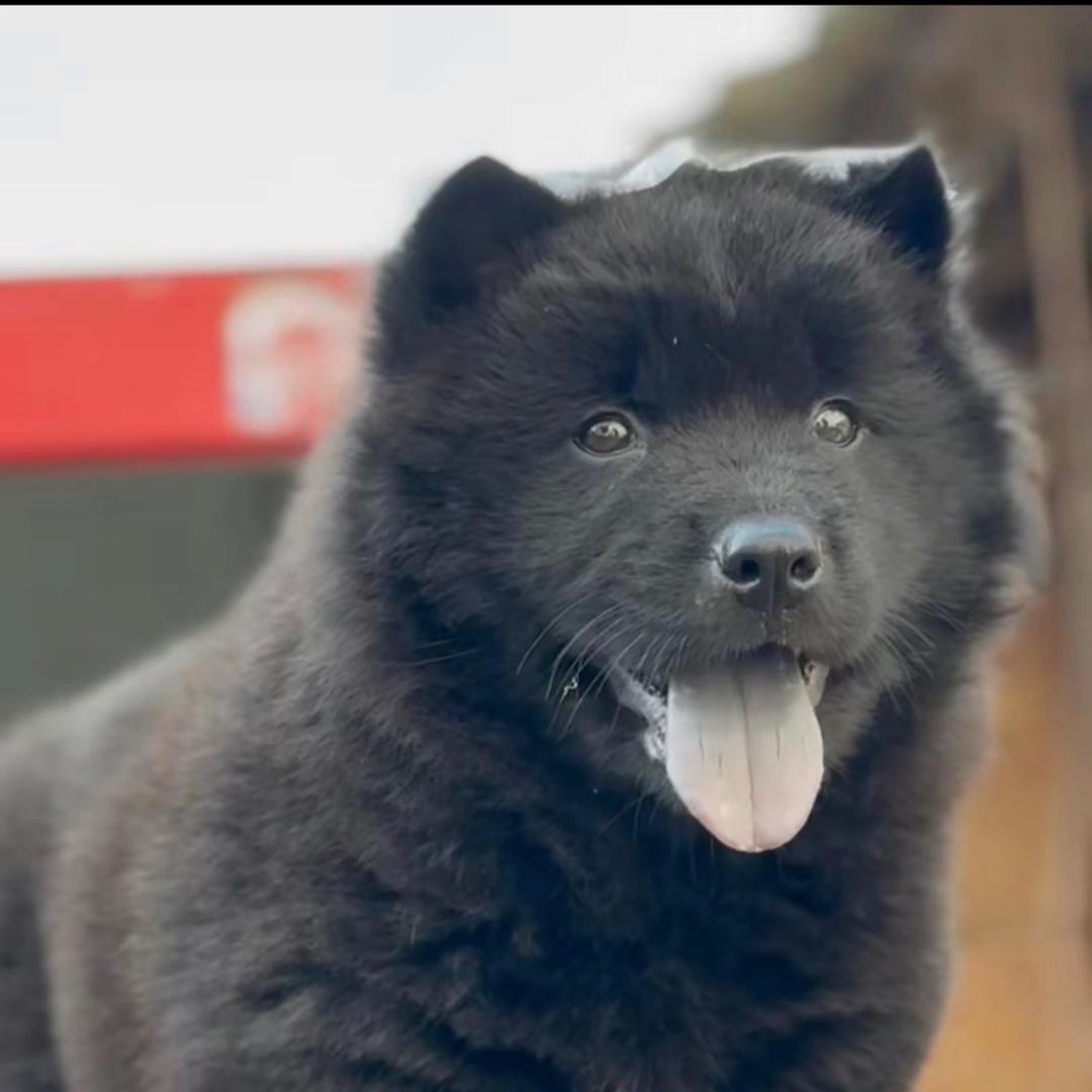 中华田园犬(代寻)