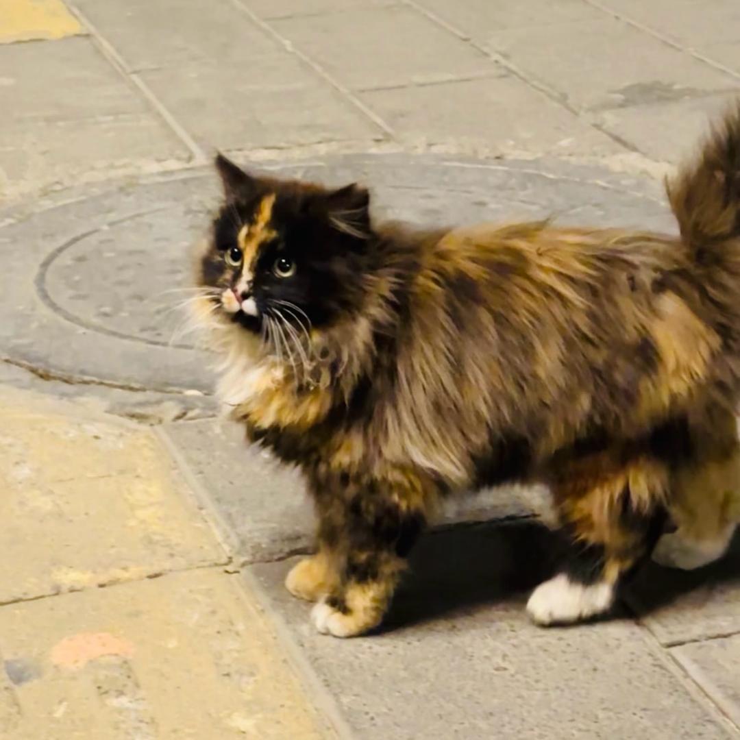 爱跑酷的福福宝