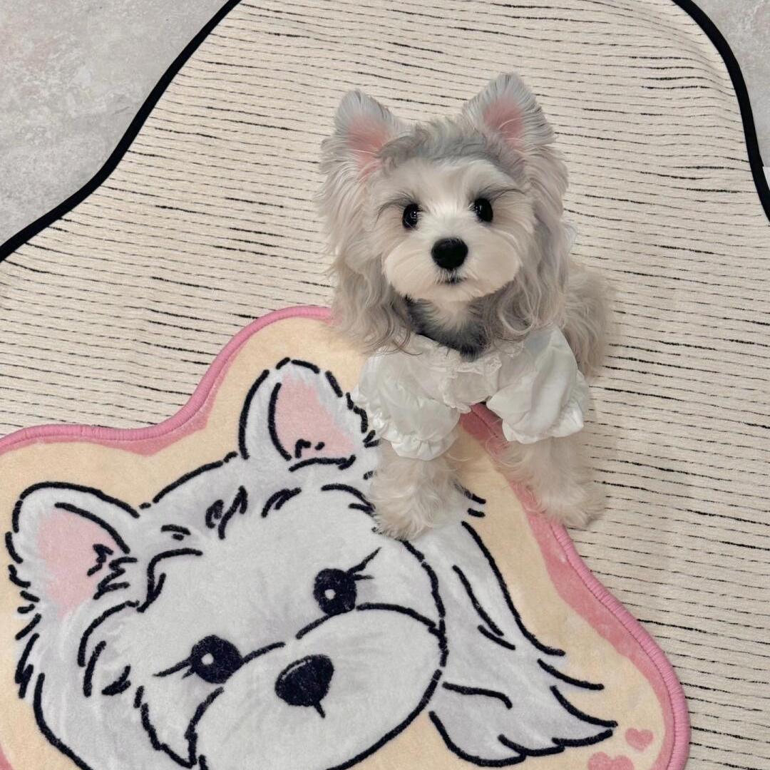 淄博添宝犬舍·橙椒