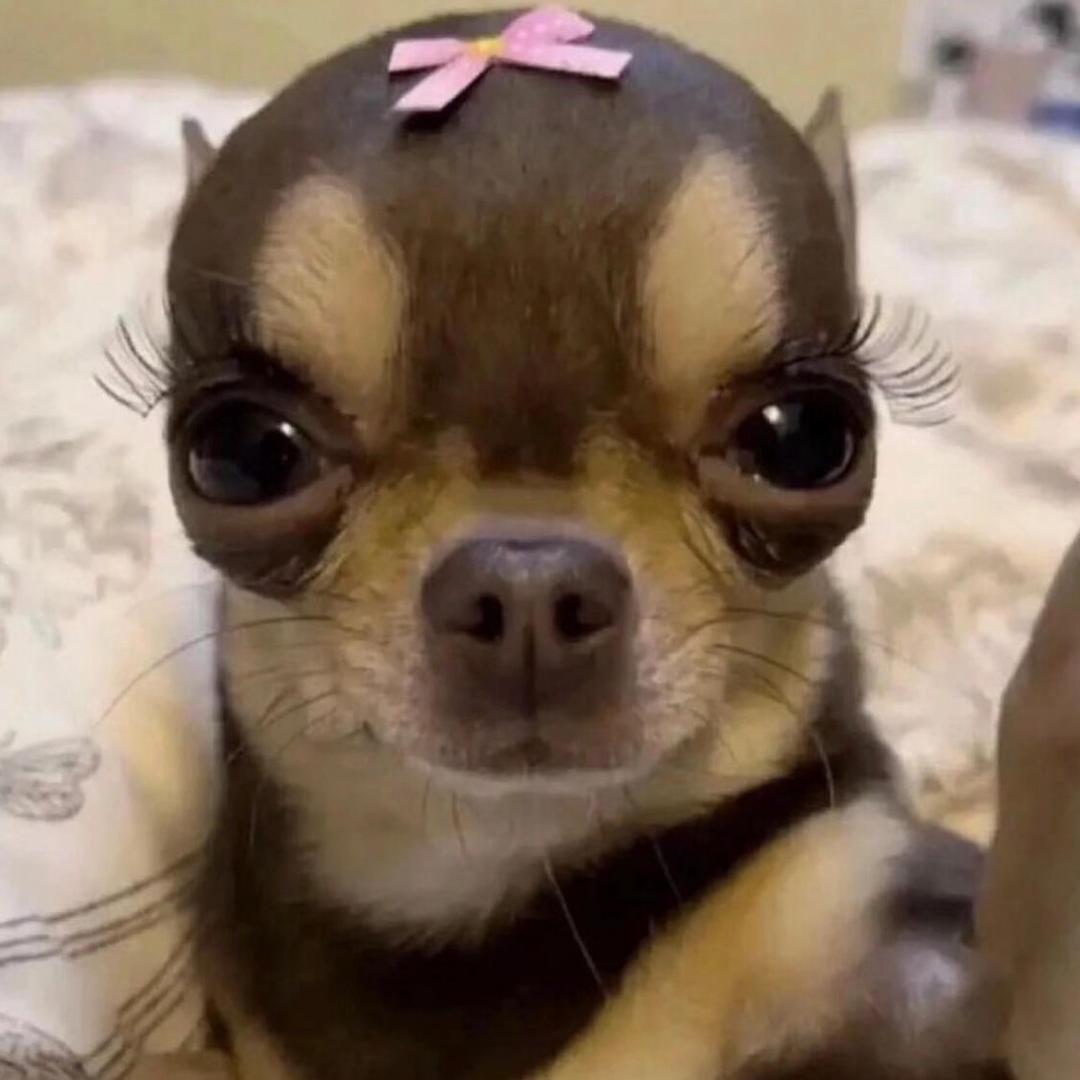 呆呆唯