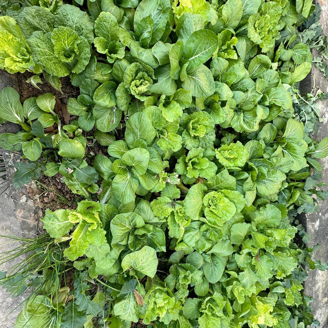 花花在努力