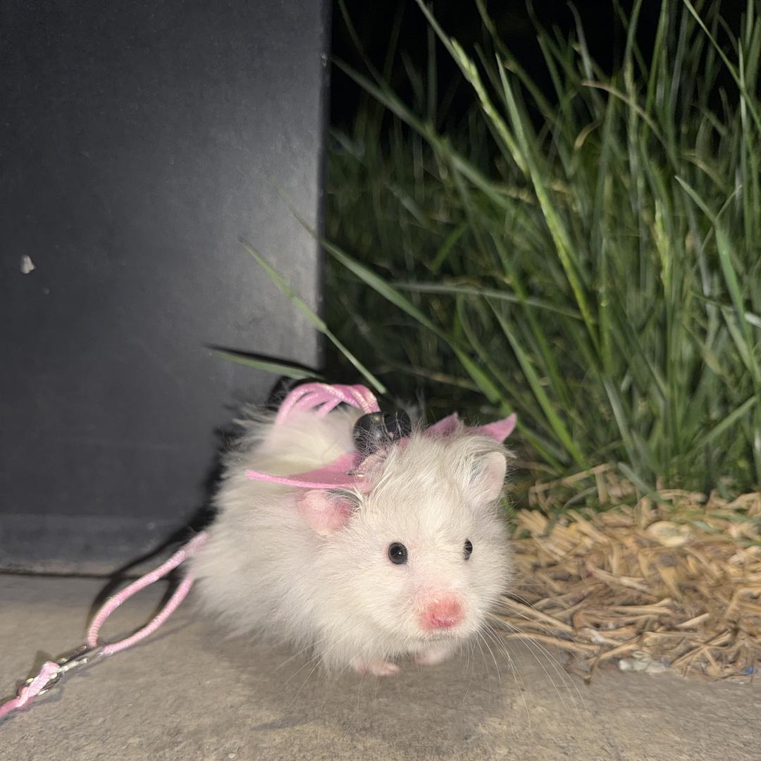 宠屿Hamster