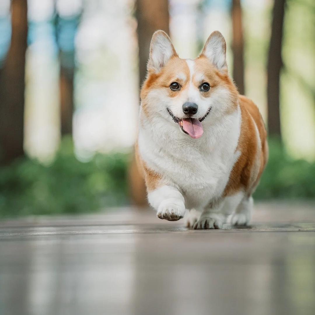 迪克犬舍扯扯（回关选宠）